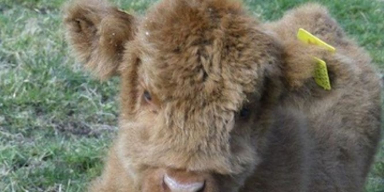 calf competition