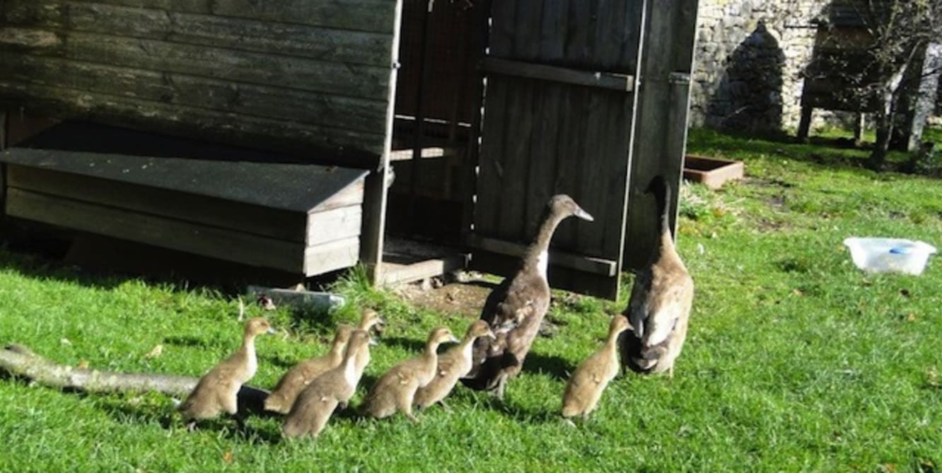 autumnal hatchings