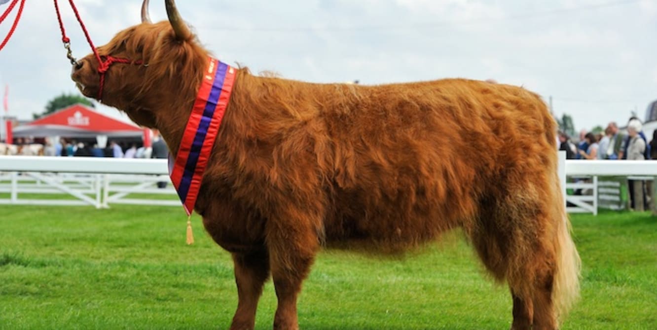 great yorkshire show