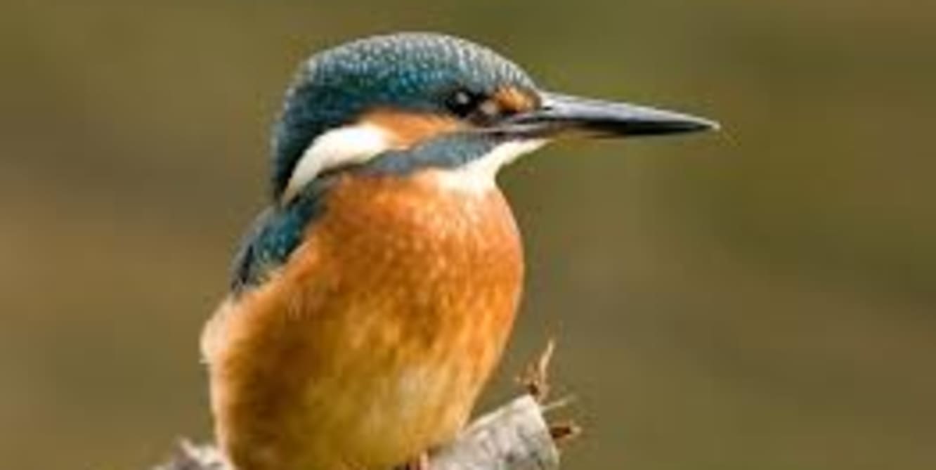 kingfishers nest