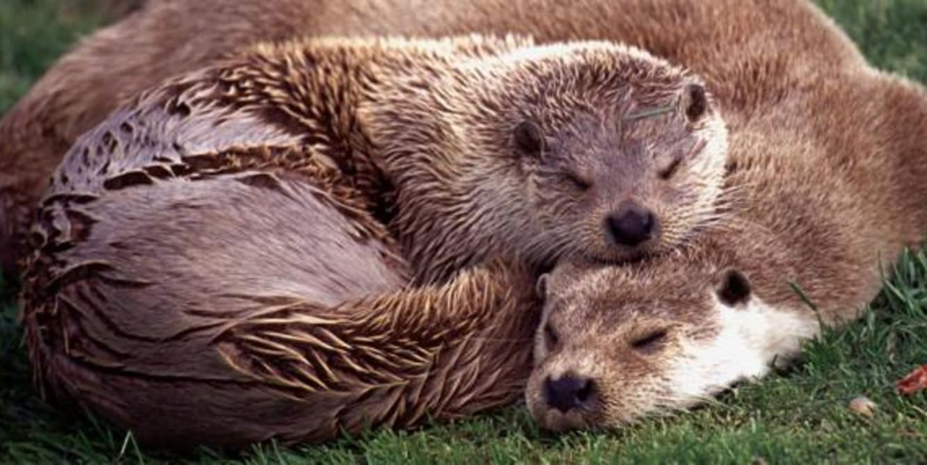 otter sightings
