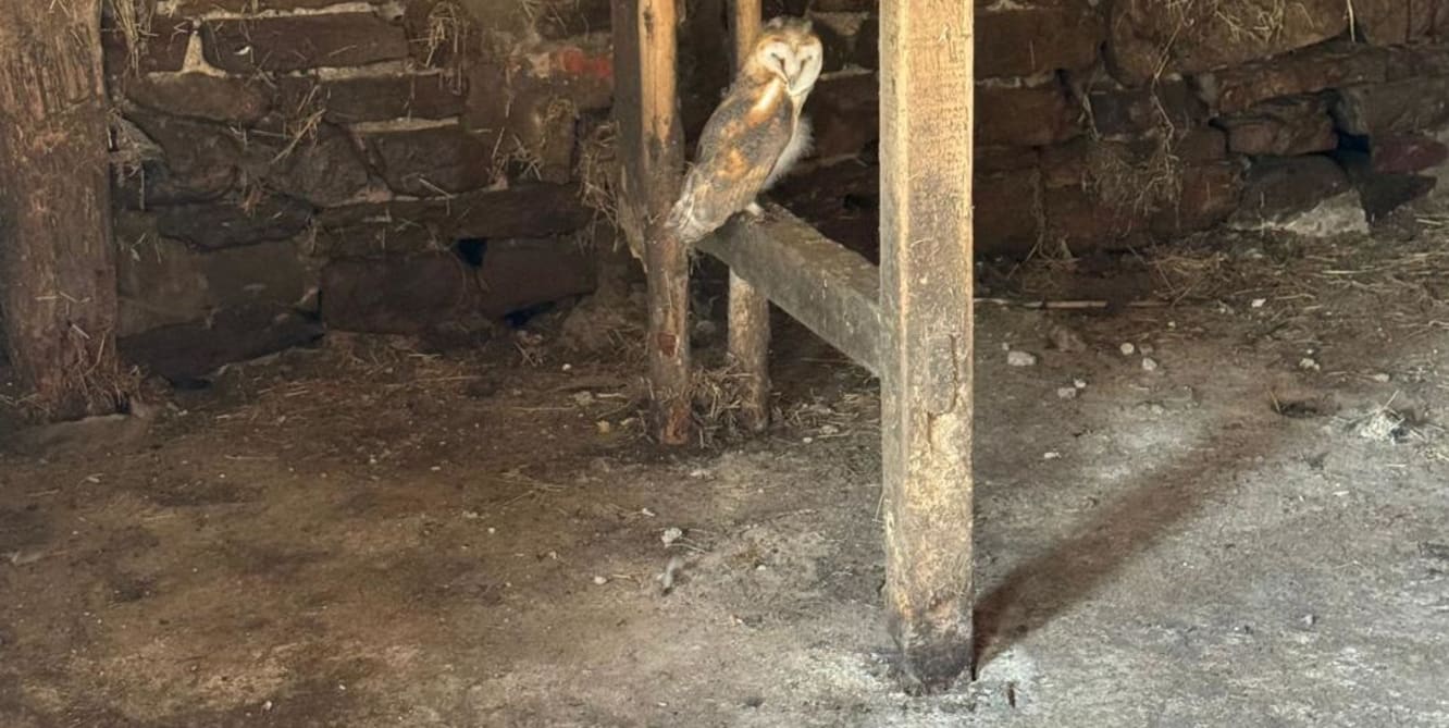 barn owl