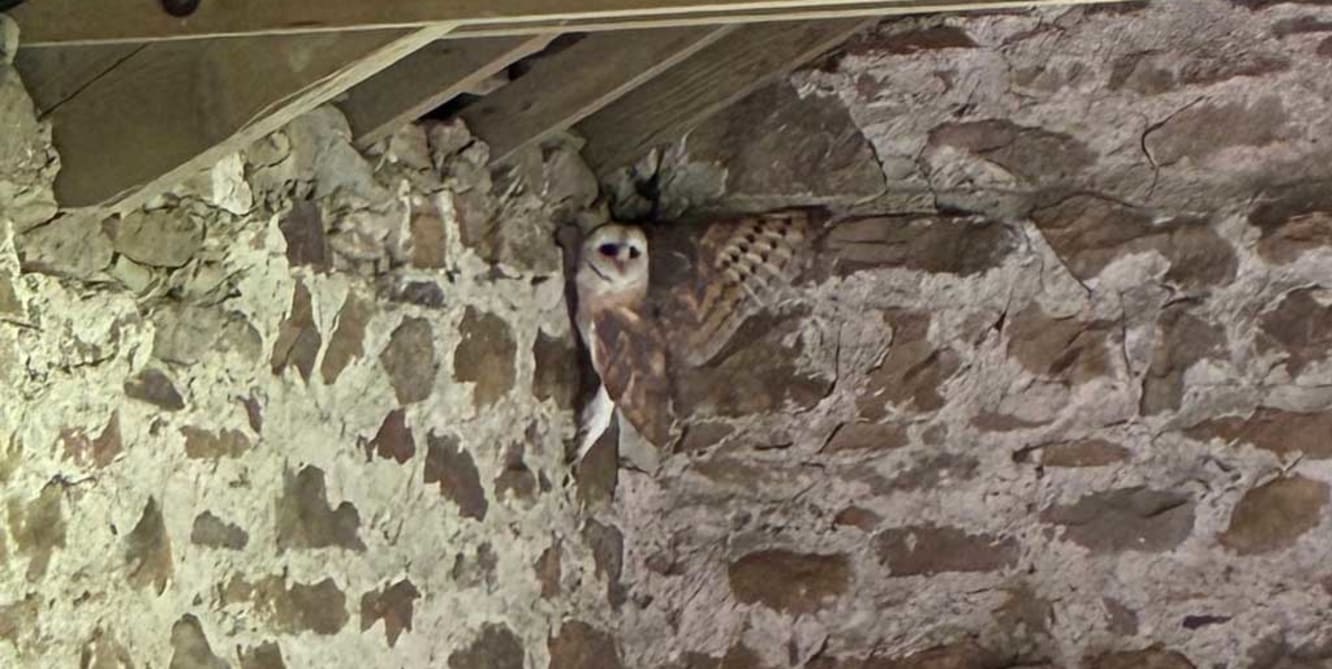 barn owls