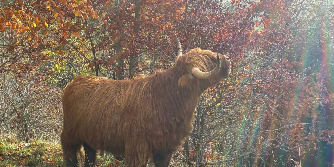 highland in woodland