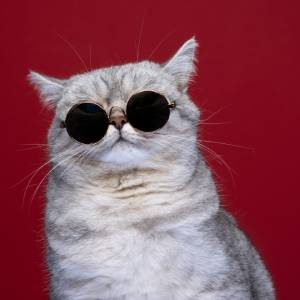 Cat with Sunglasses