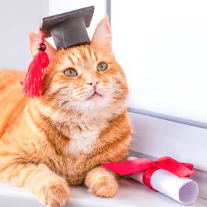 Graduating Cat