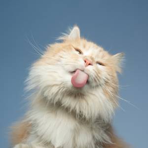 Cat Sticking out Tongue
