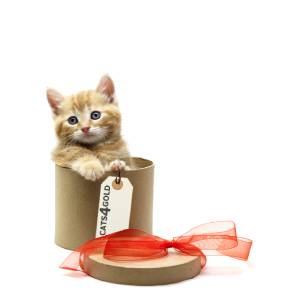 Cat Gift