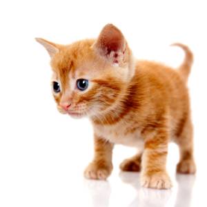 Orange Kitten