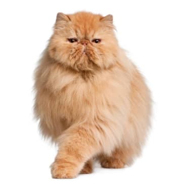 istock 000015855994small 1