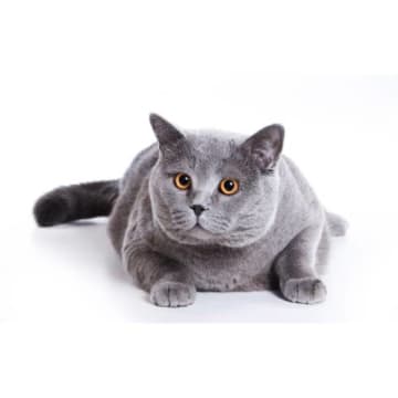 gray fat cat 1680x1050 1