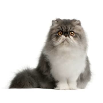 istock 000015076377xsmall 1
