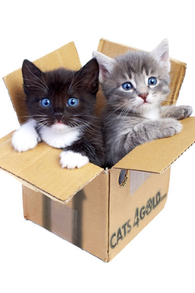boxed kittens