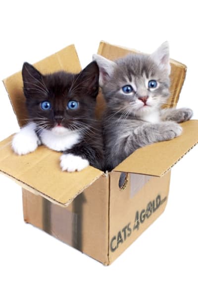 boxed kittens