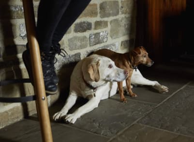 Perdy (the sofa) and Mabel (making herself comfy) are Thomas & Cheryl's dogs.