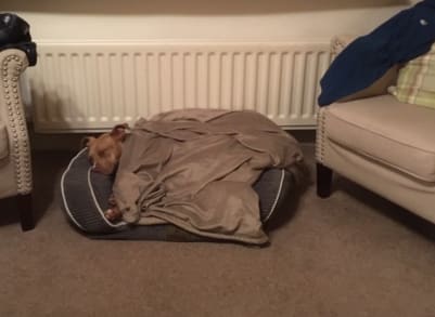 Ruby glad to be back in Monk's Cottage after an 11 mile walk. Zzzzz.