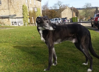 Shane is an elderly gent and having walked onto the green is ready to head back to the comfort of his room.