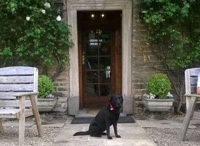 Tilley sat outside the front door after a nice long walk on a sunny day.