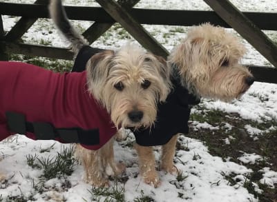 Locals Ed & Bob looking chilly who belong to Rose & Crown Duty Manager, Juliette.