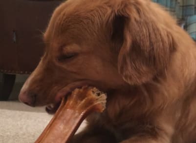 Loki getting stuck into a well earnt chew stick after a day out in the dale. Could take a while.