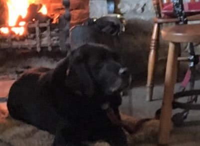 Baxter in the classic Lab pose of lying down by a nice crackling fire!