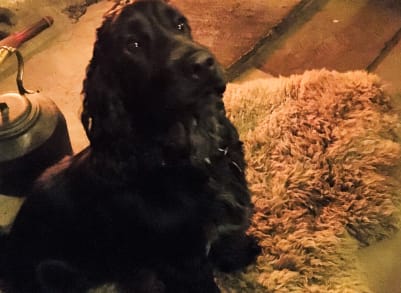 Jersey enjoying the sheepskin rug by the fire!