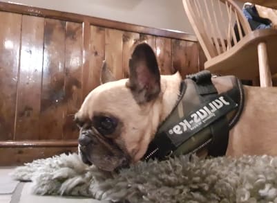 Here we have Ralph, a Frenchie, keeping an eye on things in the bar.