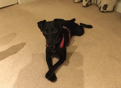 Rosie waiting patiently to go down to the bar..