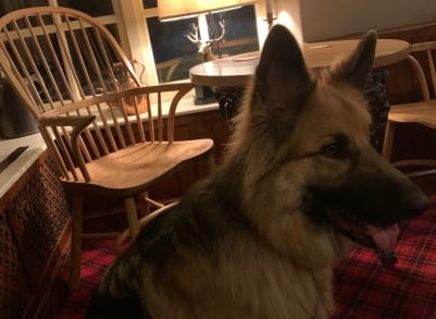 Elsa enjoying a sit after a lovely long walk