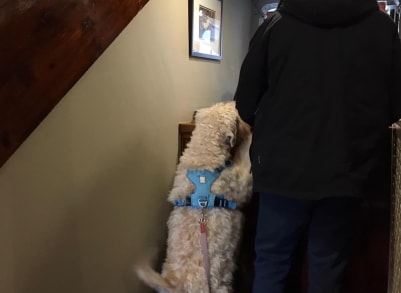 Tuppy checking-in and making sure the Welly-bix treats are in the room!