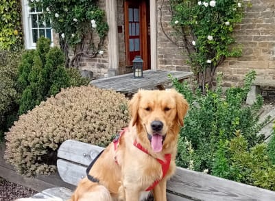 rufus dog