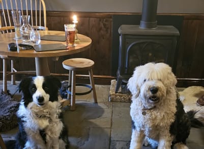 gilly and bob dogs