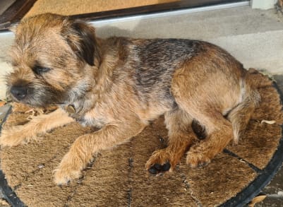 bertie dog