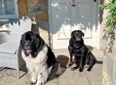 silk and sash dogs