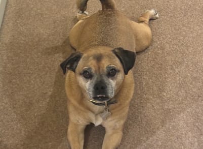 cosmo dog