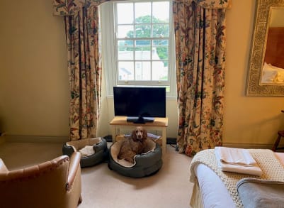 rumi dog