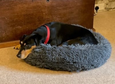 indie dog