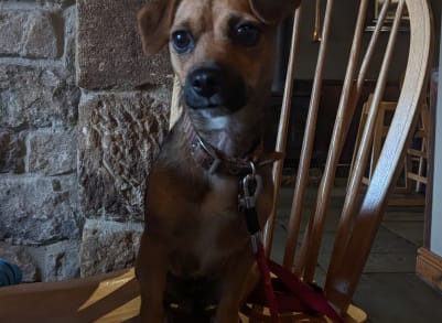 gina dog