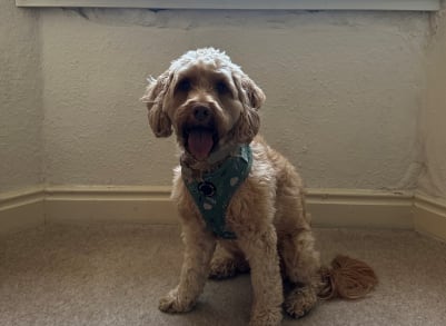 winnie dog