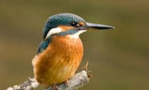 Latest News from Old Vicarage