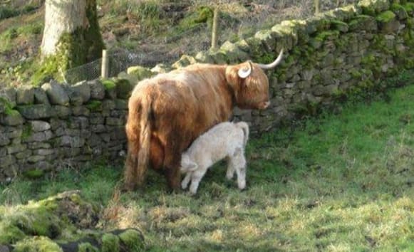 Latest News from Old Vicarage