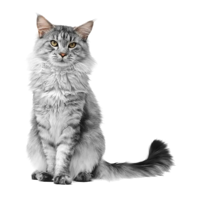 Maine coon cat