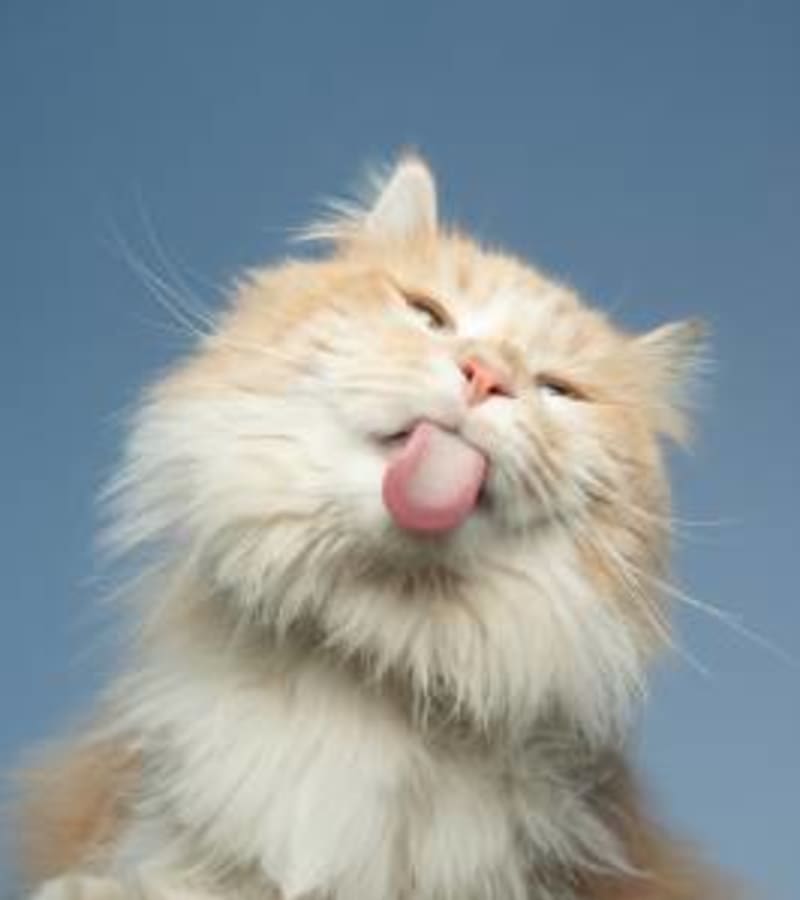 Cat Sticking out Tongue