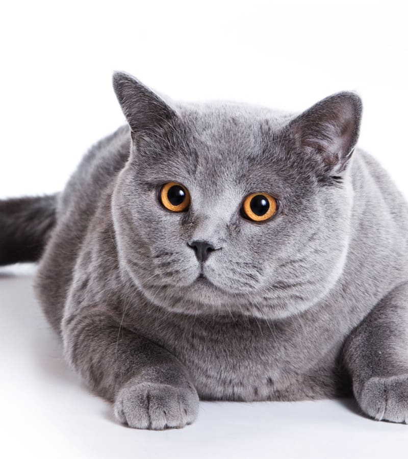 gray fat cat 1680x1050