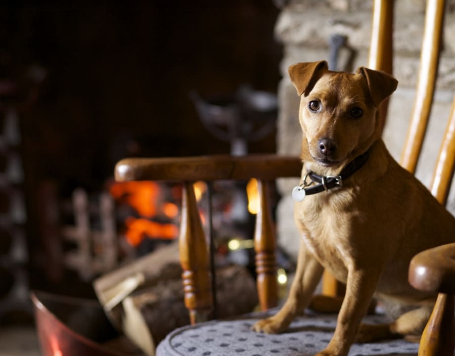 Dogs at the Rose & Crown