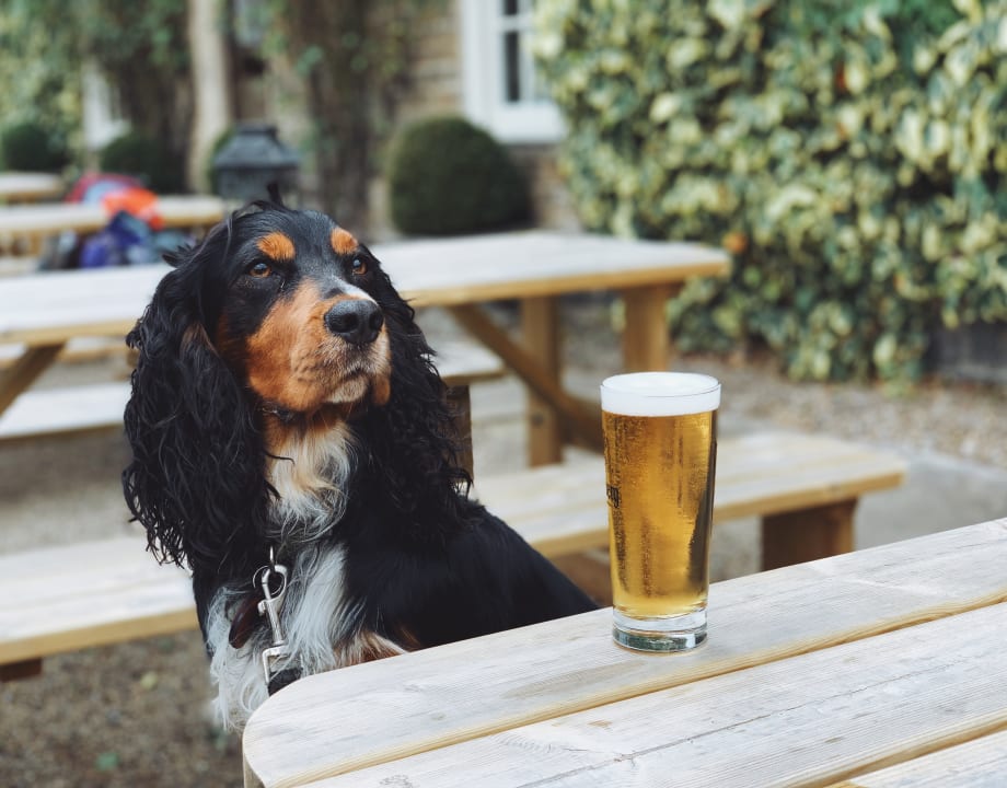 Murph the Cocker Spaniel looking very cool with his pint of lager!