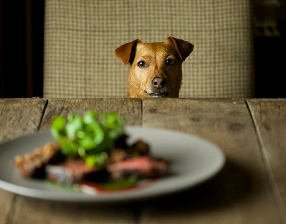 dog-friendly-hotels-durham