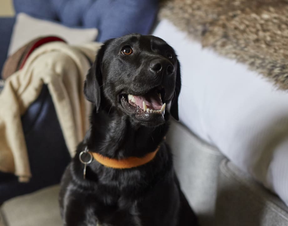 dog-friendly-hotel-with-spa