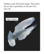 How Do They Fly?: My Letters and Sounds Phase Five Phonics Reader Inner Page