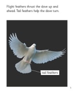 How Do They Fly?: My Letters and Sounds Phase Five Phonics Reader Inner Page